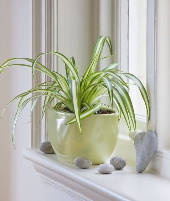 best-kitchen-plants-spider-plant-1656467707.jpg