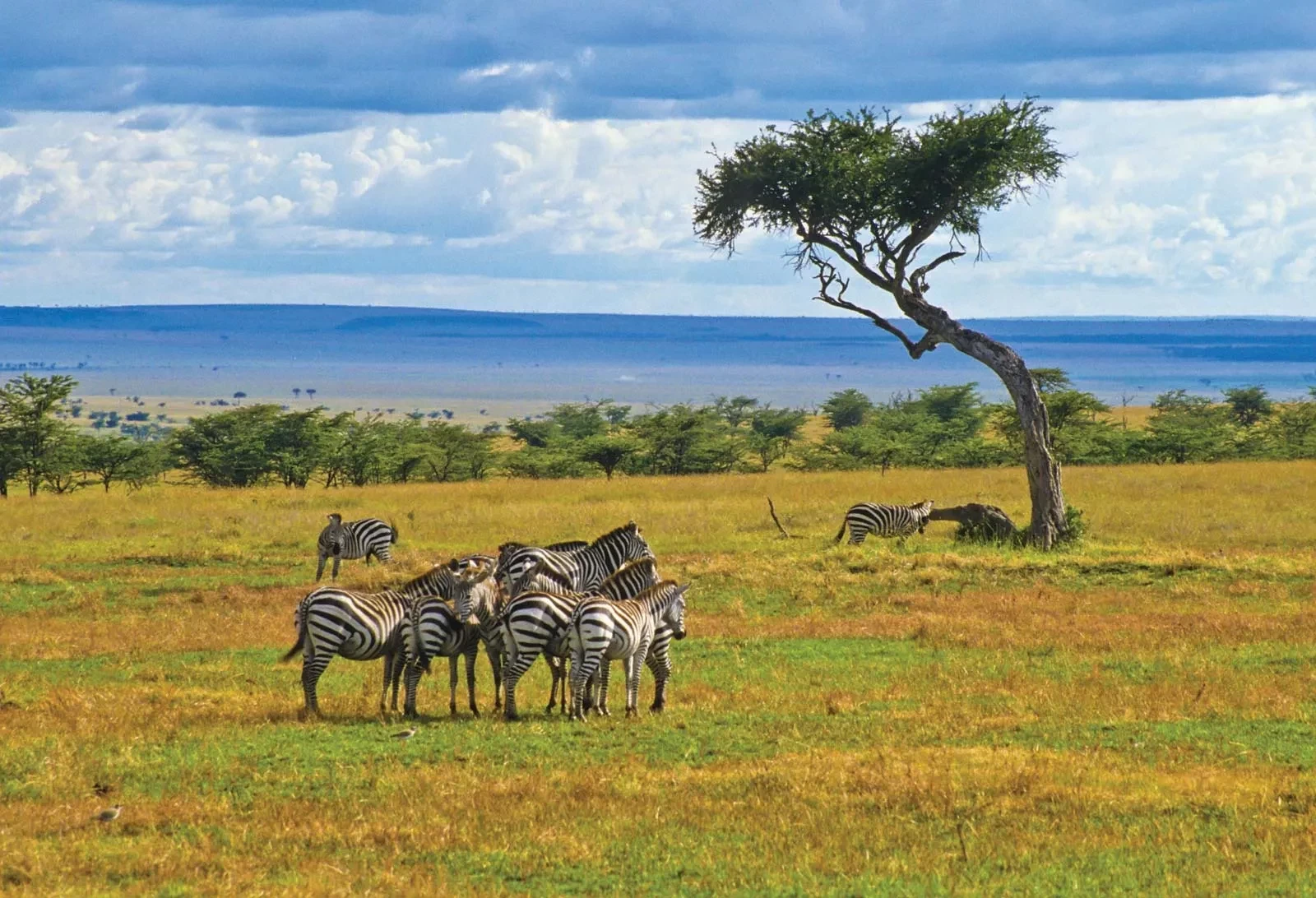 herd-zebras-kenya-maasai-mara-national-reserve.webp
