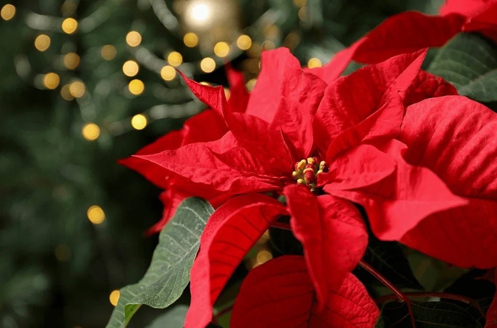 platt-hill-header-poinsettia-care-1024x675.jpg
