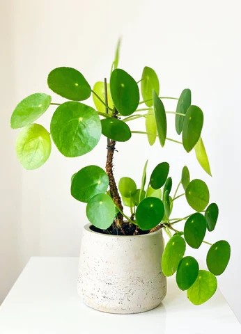 pilea-peperomioides-480x480.jpg
