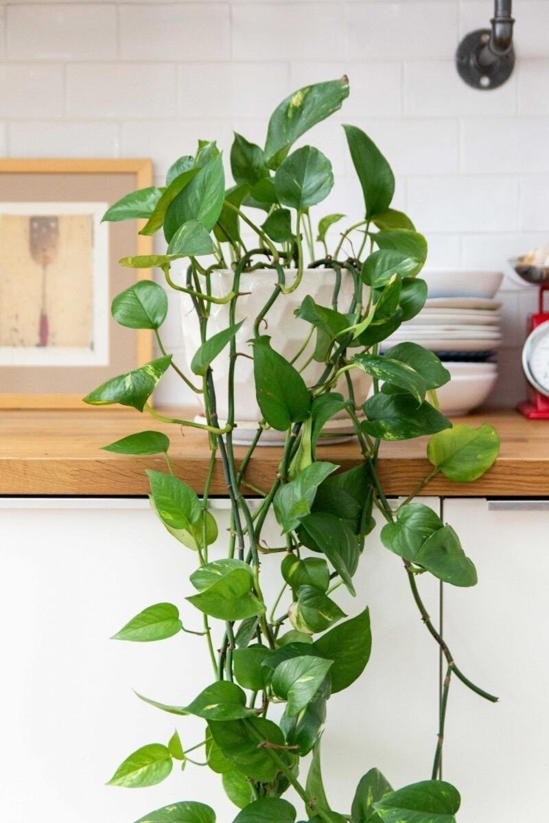 urban-garden-pothos-4-scaled-800x1200.jpg