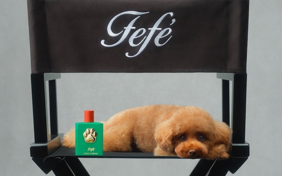 dolce-gabbana-d-and-g-fefe-perfume-for-dogs-rspca-1-1722928816.jpg