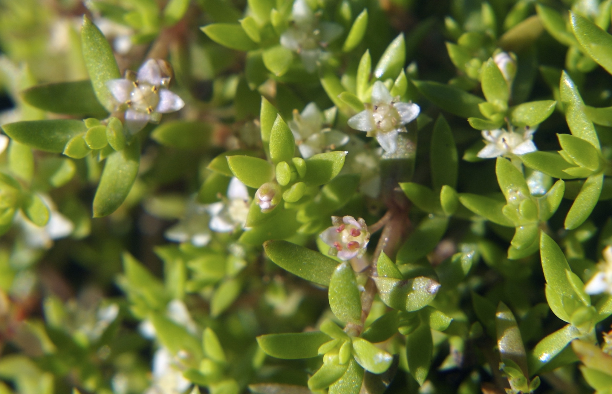 crassula-helmsii.jpg