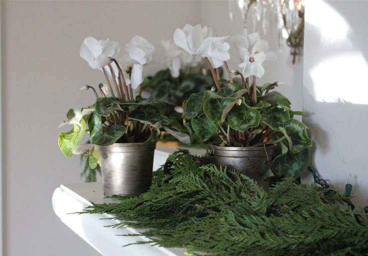 white-cyclamen-for-christmas-4l-gardenista.jpg