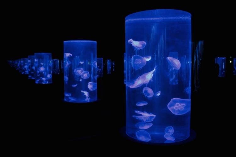 cape-town-safari-tour-ytbwE.jpg cape-town-safari-tour-ytbwE.jpg