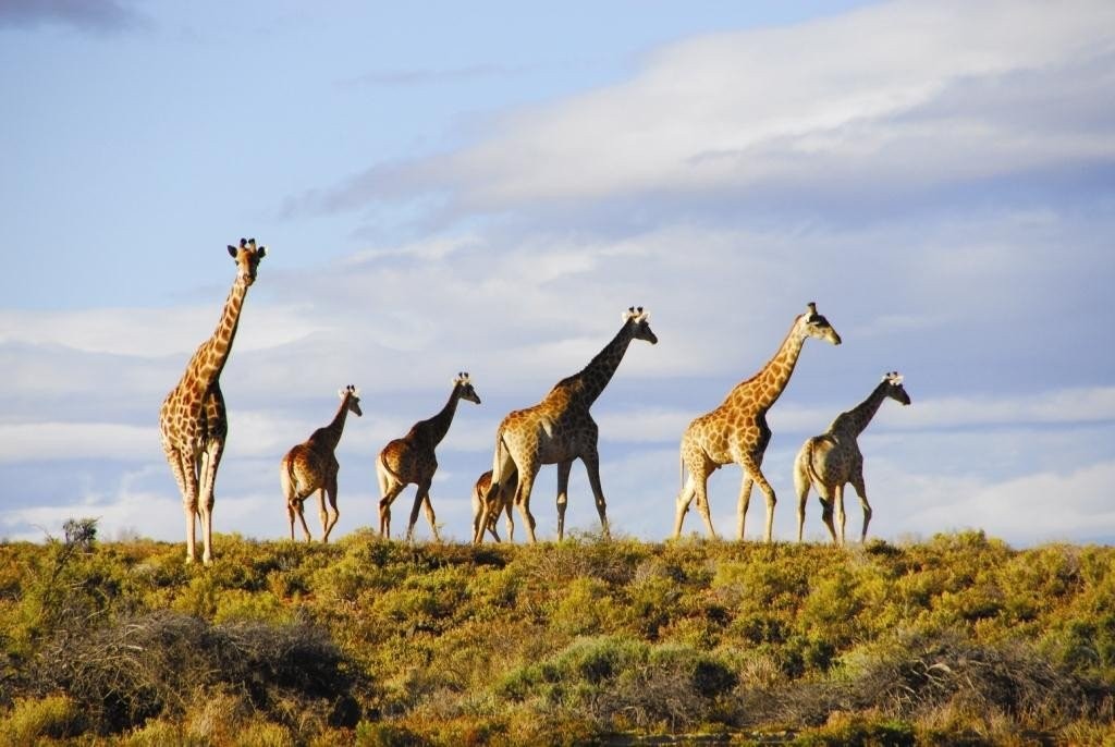 capetown-safari-tour-Zz7HY.jpg