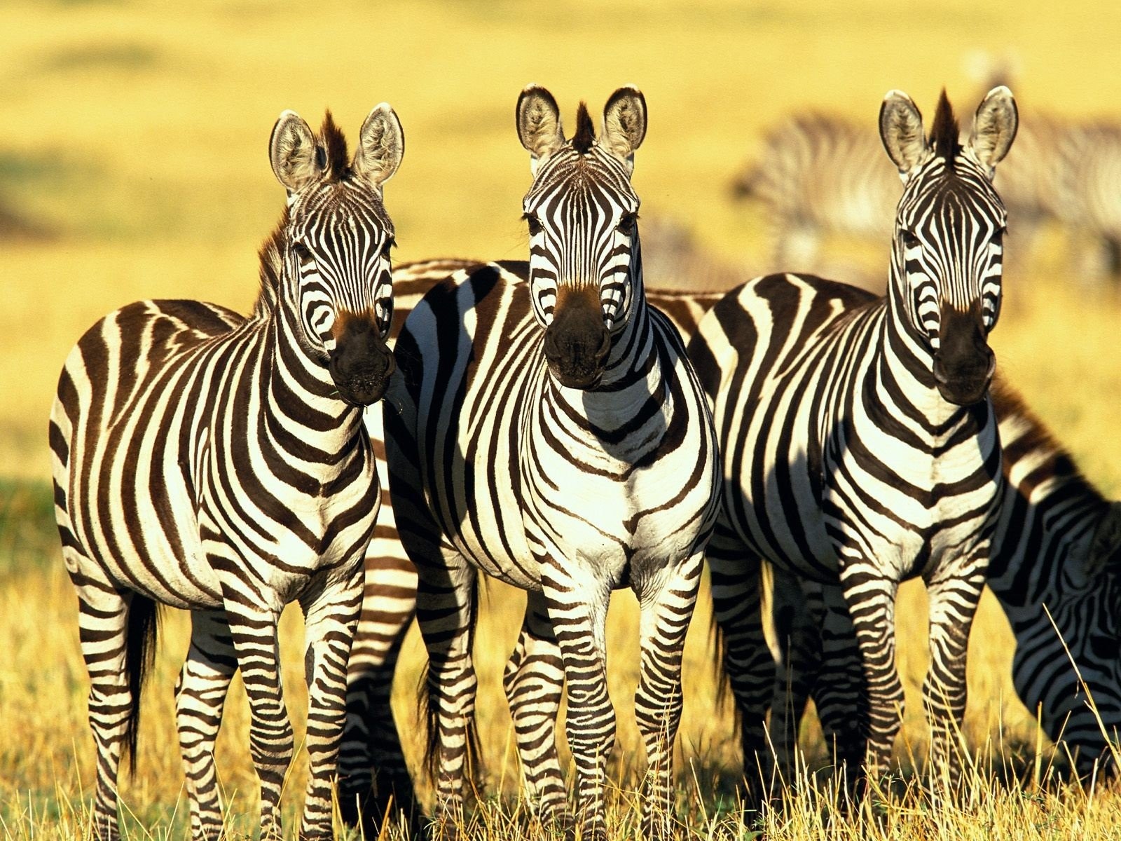 zebra.jpg zebra.jpg