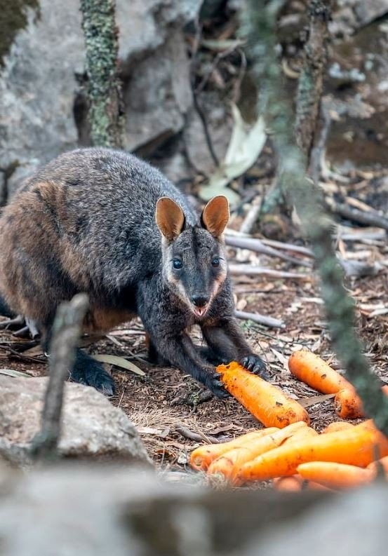wallaby.jpg
