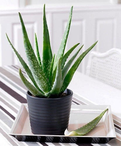 aloe-vera-house-plants-500x500.jpg