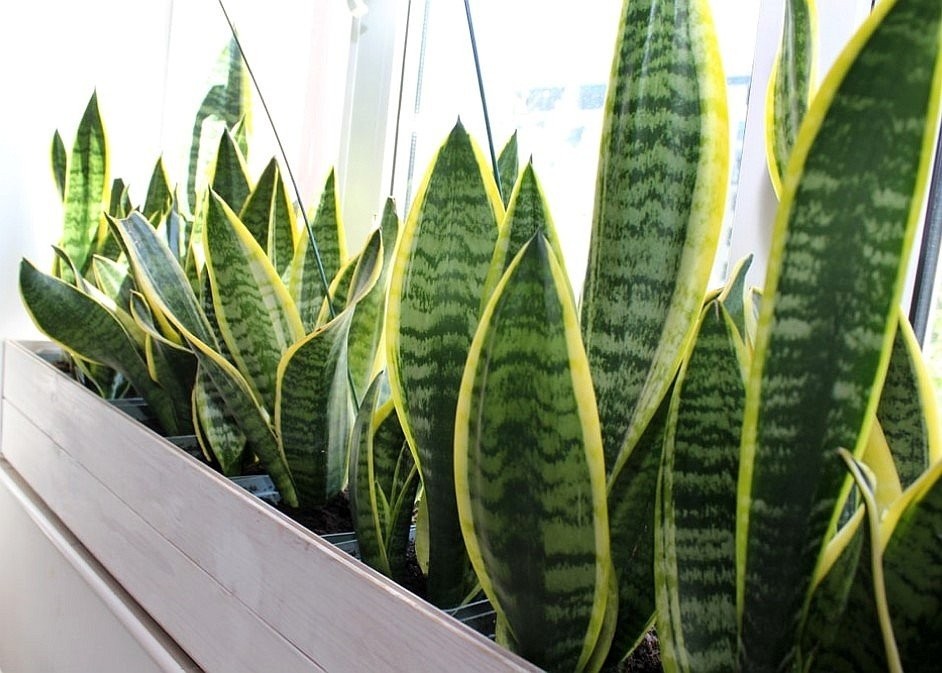sansevieria-1.jpg