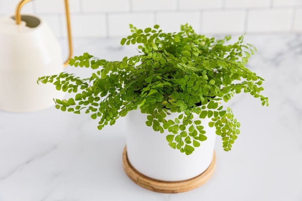 maidenhair-fern.jpg
