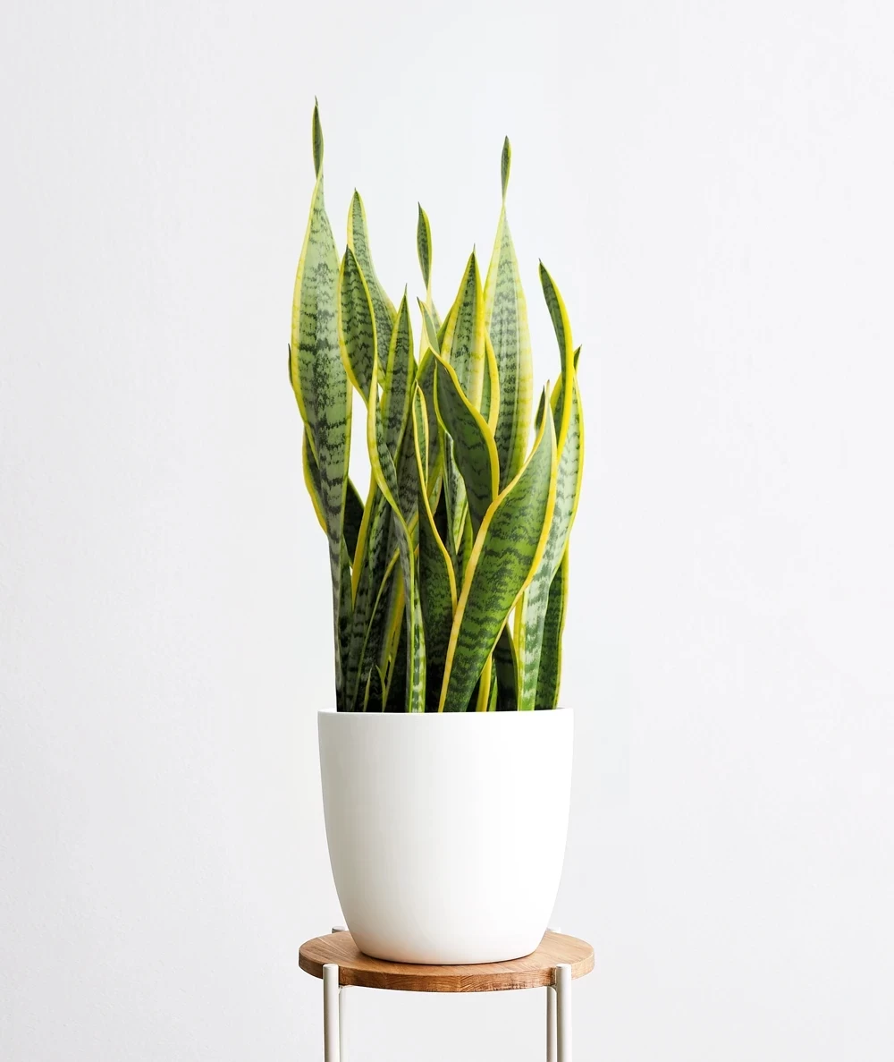 snake-plant.webp