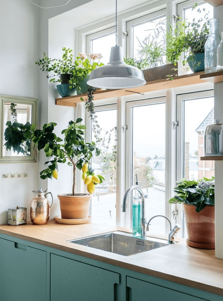 kitchen-plants-1.png