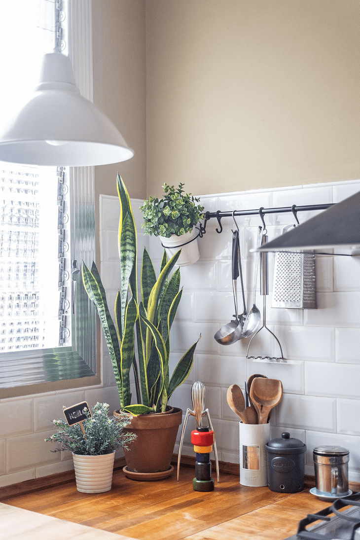 kitchen-plants-4.png