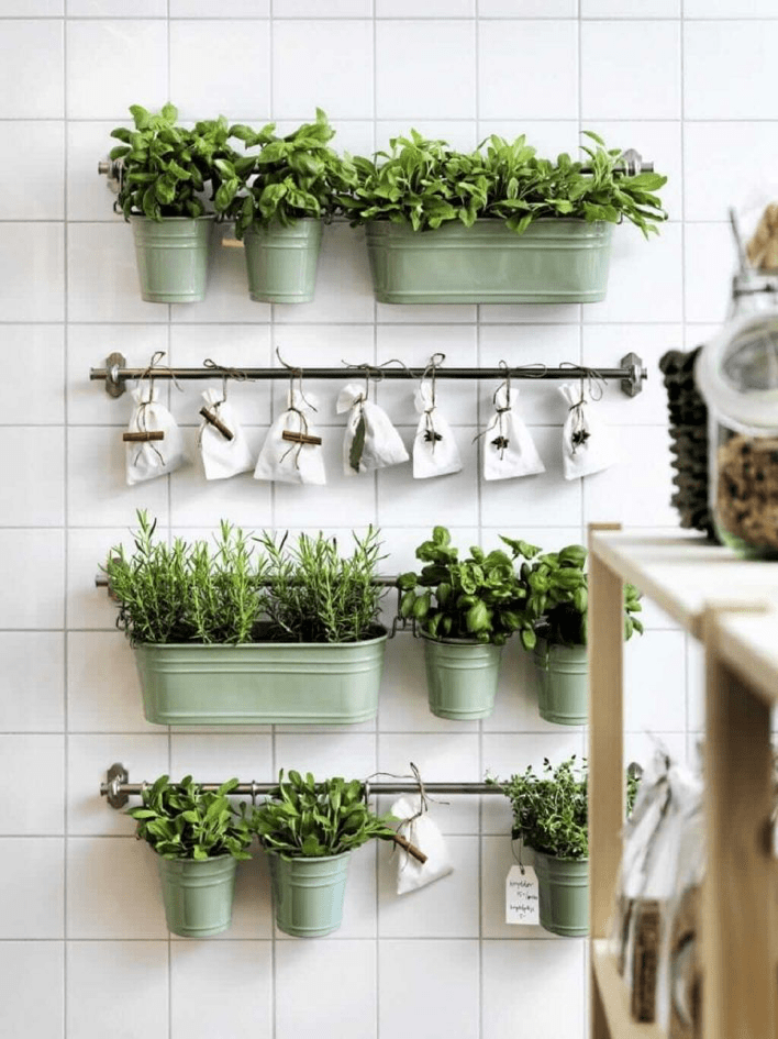 kitchen-plants.png