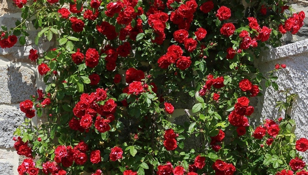 roses1.jpg