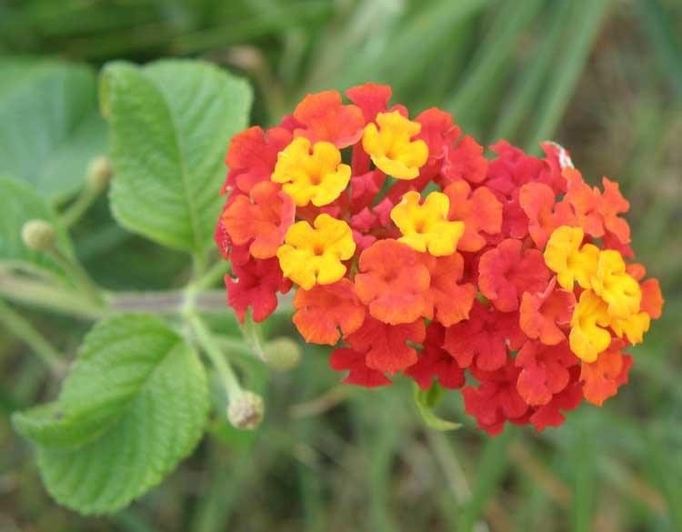 lantana-camara-anthos.jpg
