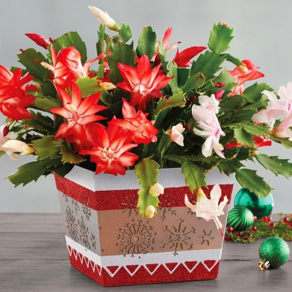 christma-cacti3.jpg