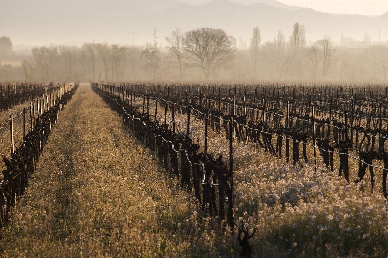 15oi-perifhmoi-ampelwnes-toy-chateau-de-fonscolombe.jpg 15oi-perifhmoi-ampelwnes-toy-chateau-de-fonscolombe.jpg