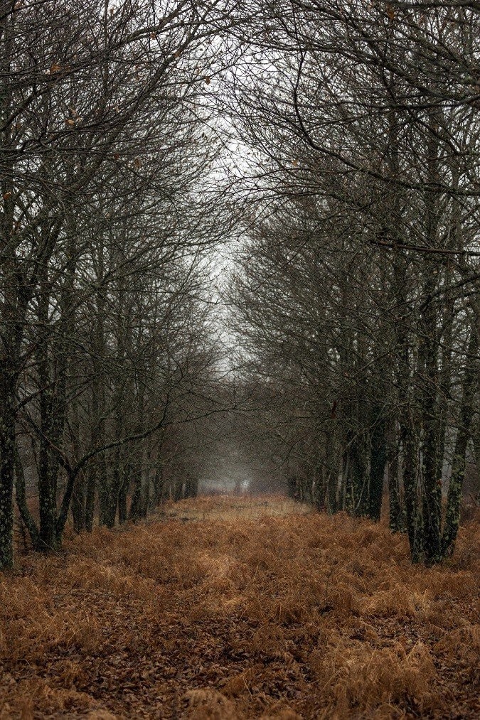 arkoudorema.jpg arkoudorema.jpg