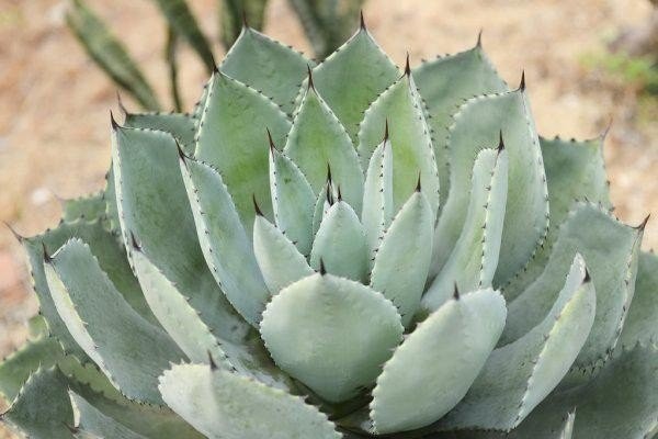 agave.jpg